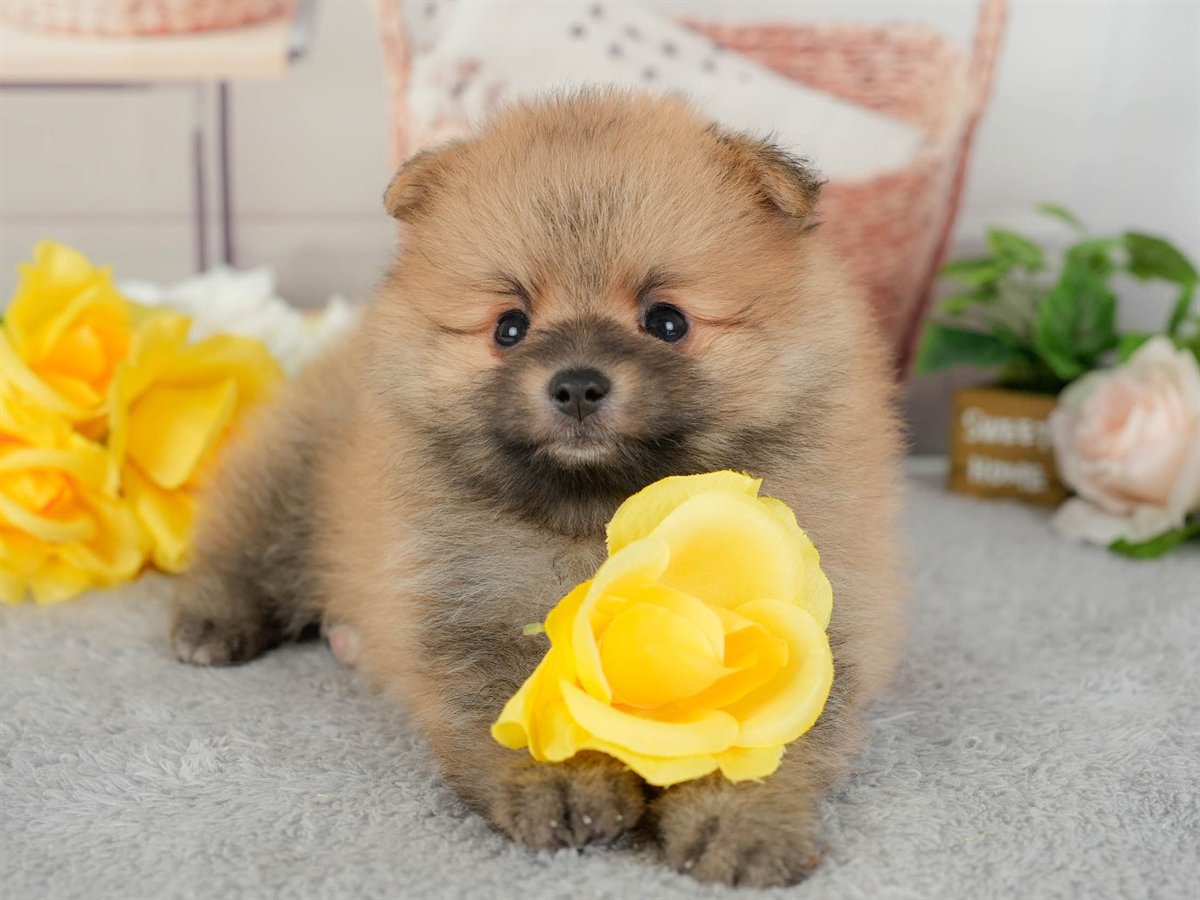 ポメラニアン | 男の子 | オレンジ | 2026年3月11日（ID:dog-200015906）