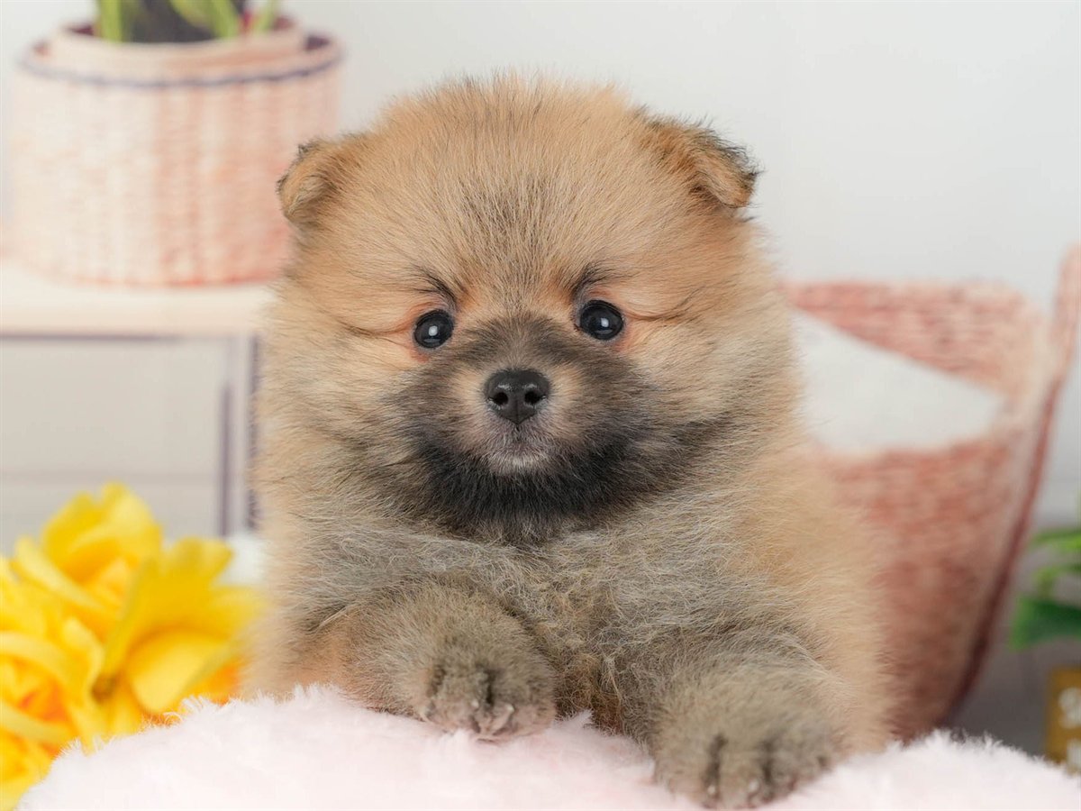 ポメラニアン | 男の子 | オレンジ | 2026年3月11日（ID:dog-200015906）