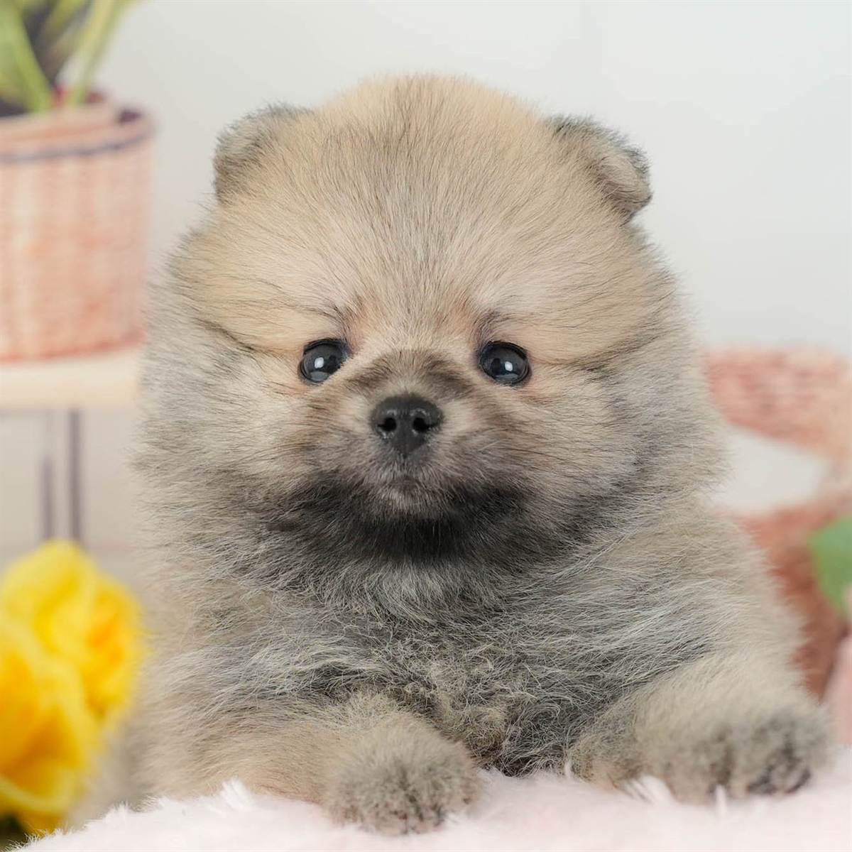 ポメラニアン | 男の子 | オレンジ | 2026年3月11日（ID:dog-200015907）