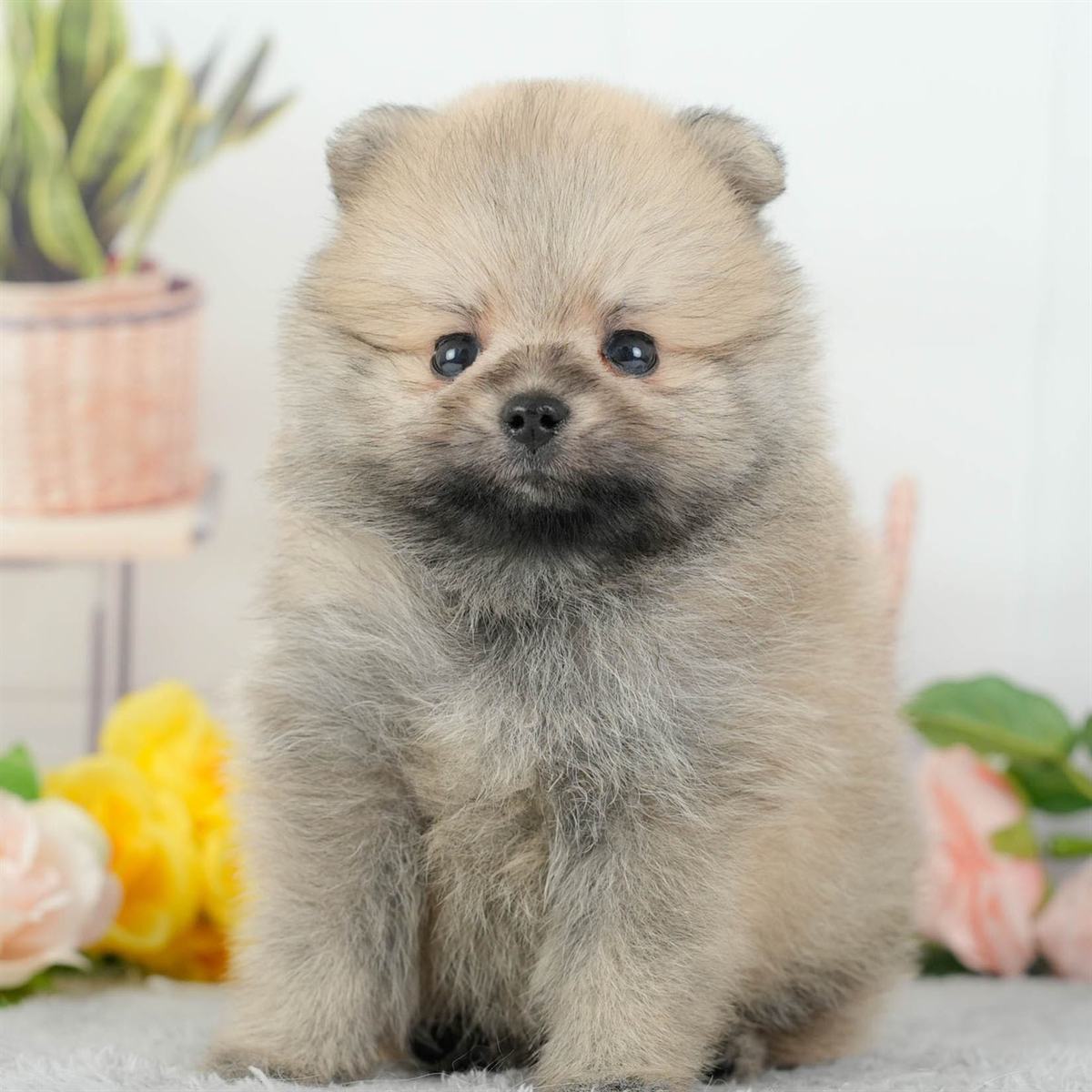 ポメラニアン | 男の子 | オレンジ | 2026年3月11日（ID:dog-200015907）