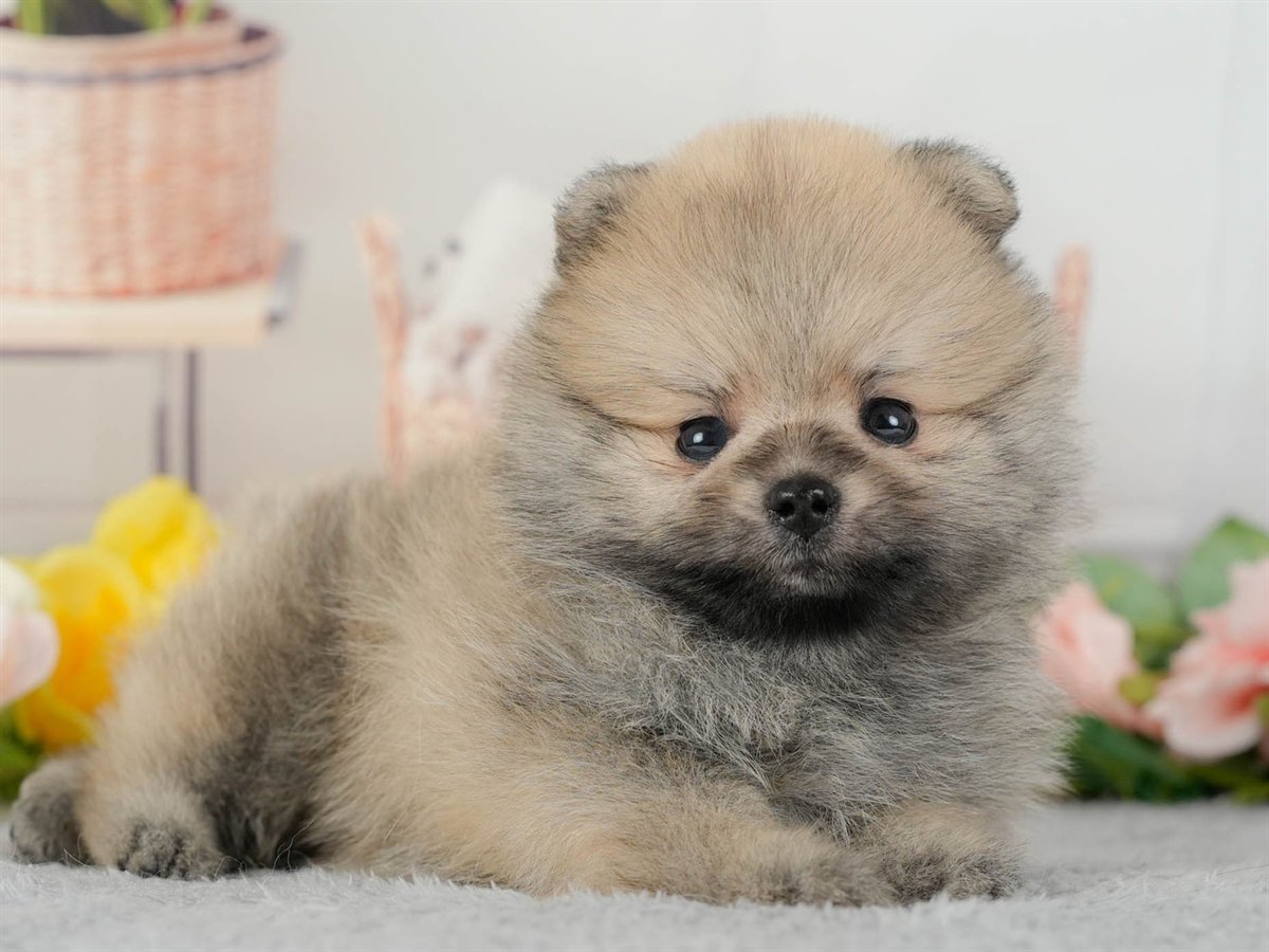 ポメラニアン | 男の子 | オレンジ | 2026年3月11日（ID:dog-200015907）