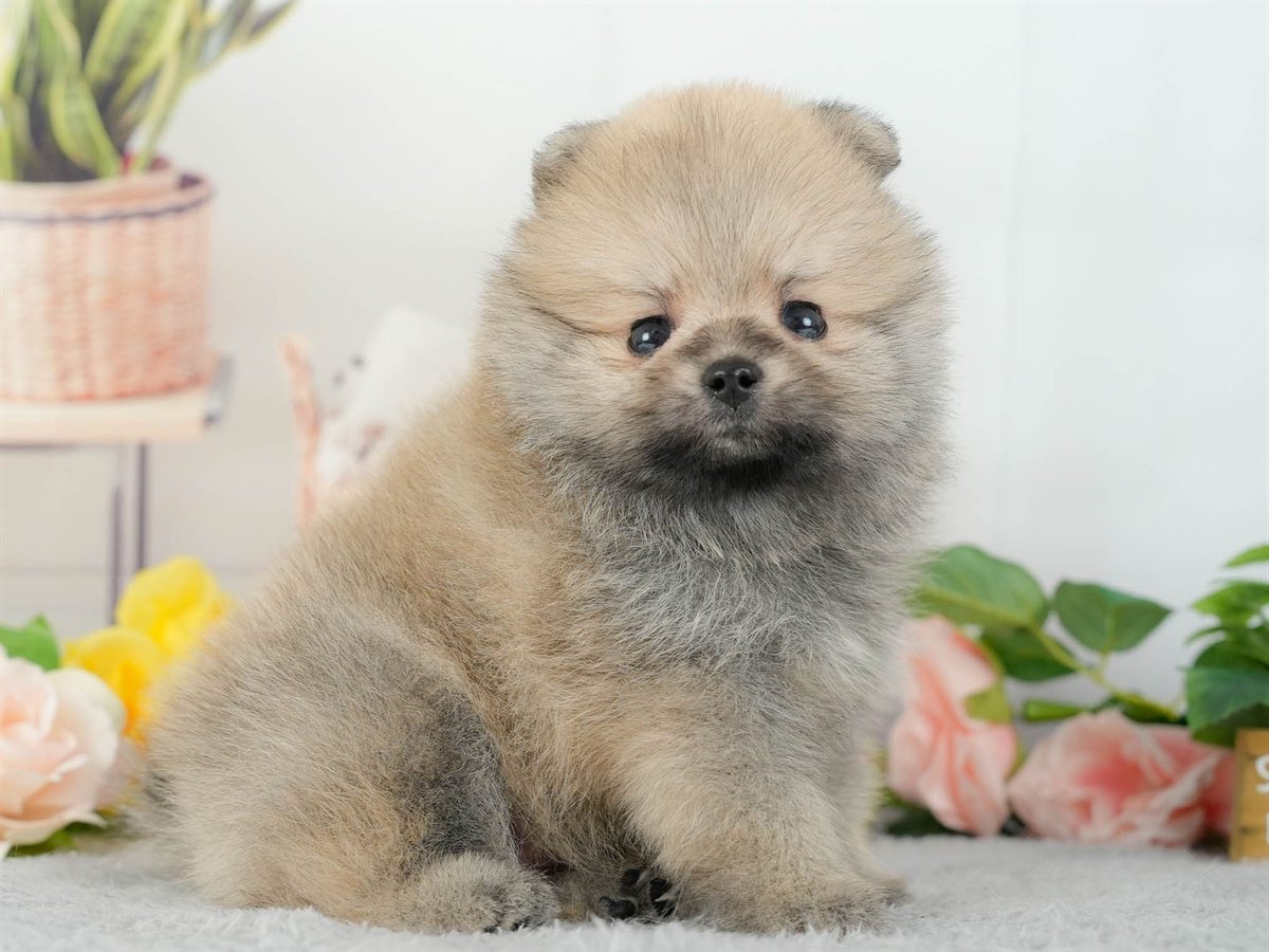 ポメラニアン | 男の子 | オレンジ | 2026年3月11日（ID:dog-200015907）