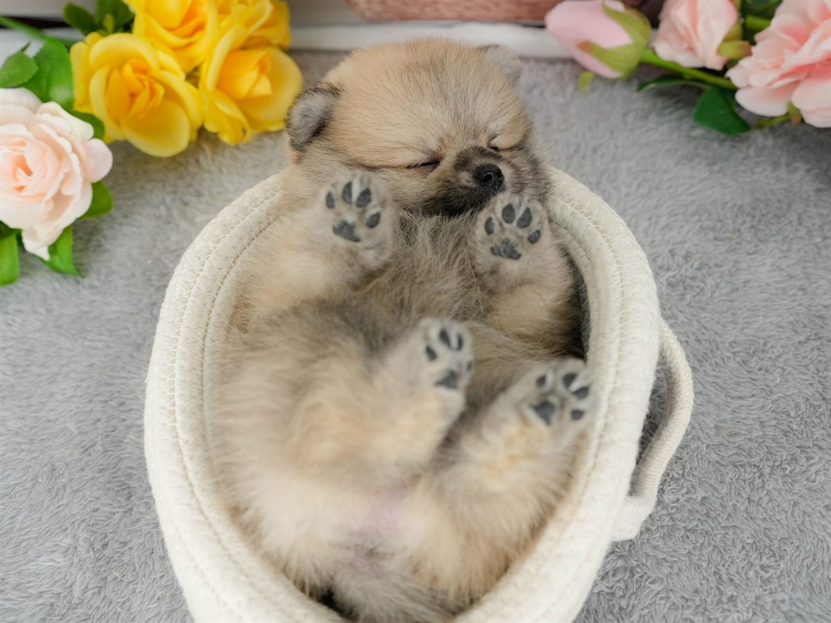 ポメラニアン | 男の子 | オレンジ | 2026年3月11日（ID:dog-200015907）