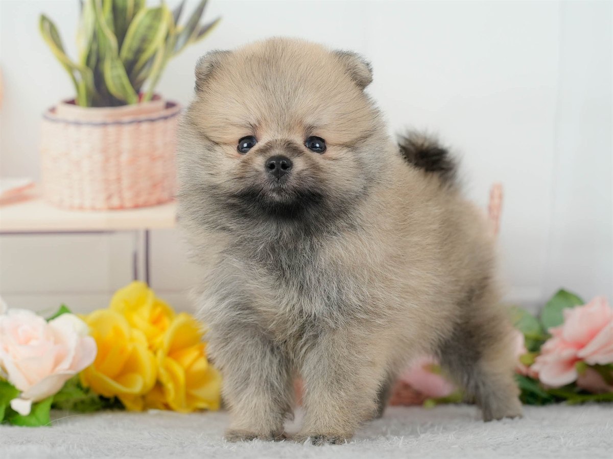 ポメラニアン | 男の子 | オレンジ | 2026年3月11日（ID:dog-200015907）