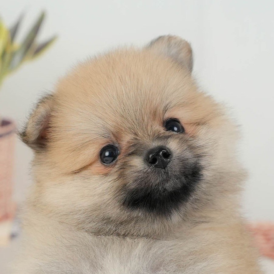 ポメラニアン | 男の子 | オレンジ | 2026年3月11日（ID:dog-200015908）