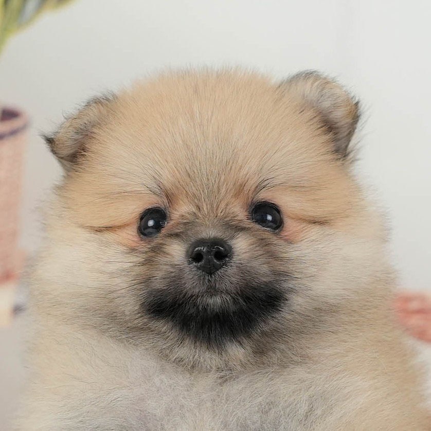 ポメラニアン | 男の子 | オレンジ | 2026年3月11日（ID:dog-200015908）