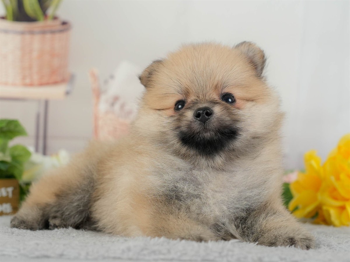 ポメラニアン | 男の子 | オレンジ | 2026年3月11日（ID:dog-200015908）