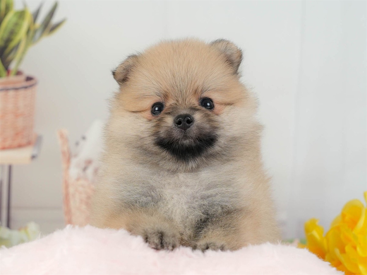 ポメラニアン | 男の子 | オレンジ | 2026年3月11日（ID:dog-200015908）