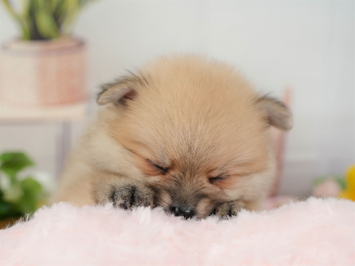 ポメラニアン | 男の子 | オレンジ | 2026年3月11日（ID:dog-200015908）