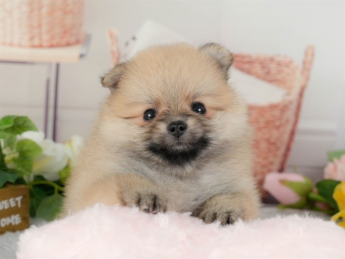 ポメラニアン | 男の子 | オレンジ | 2026年3月11日（ID:dog-200015908）