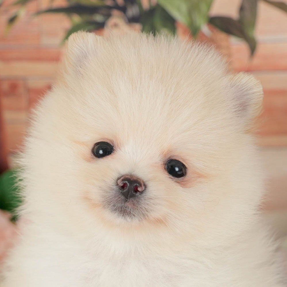 ポメラニアン | 男の子 | クリーム | 2026年3月11日（ID:dog-200015909）