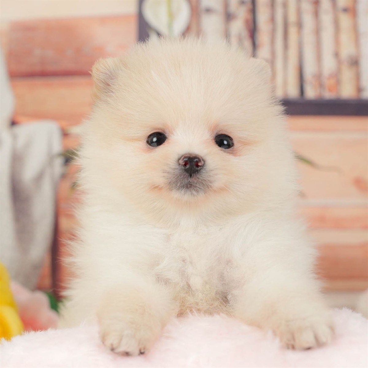 ポメラニアン | 男の子 | クリーム | 2026年3月11日（ID:dog-200015909）
