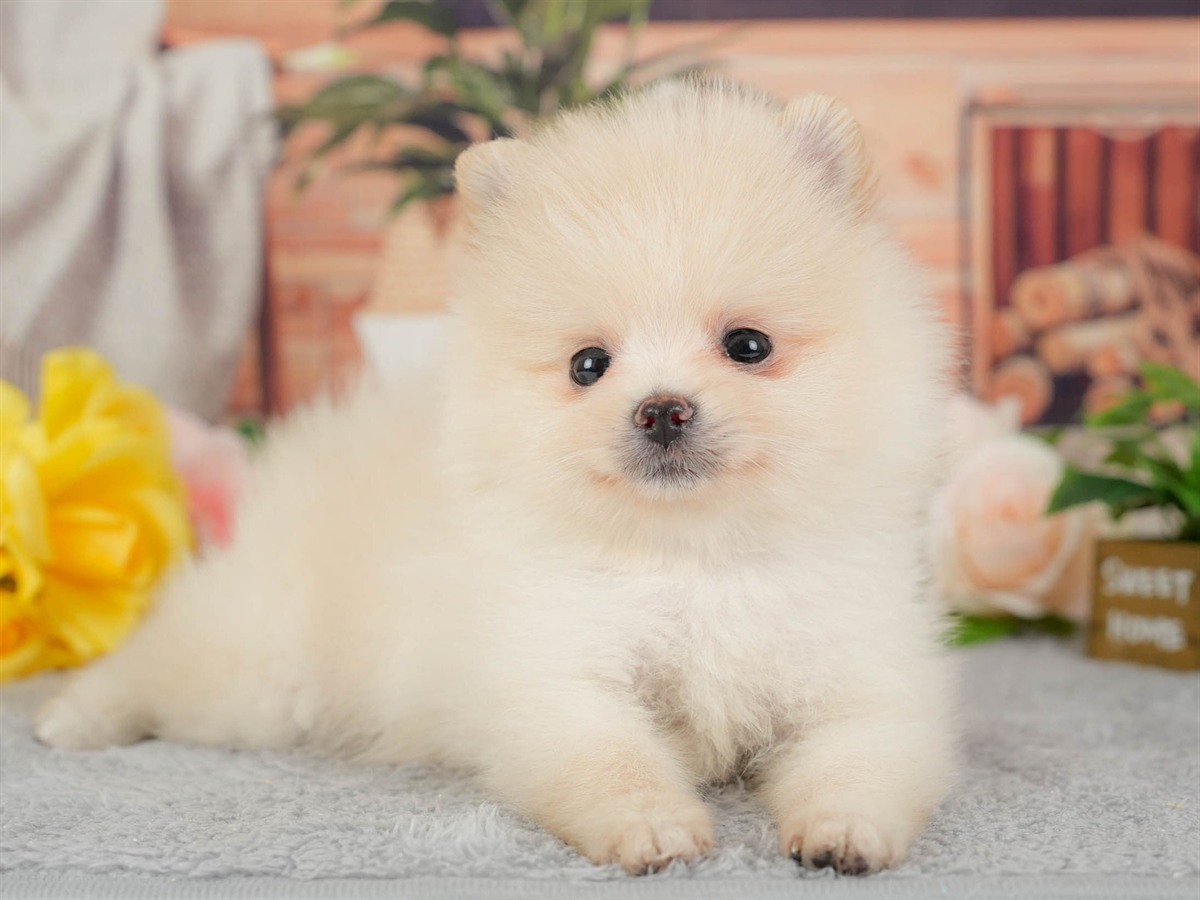 ポメラニアン | 男の子 | クリーム | 2026年3月11日（ID:dog-200015909）