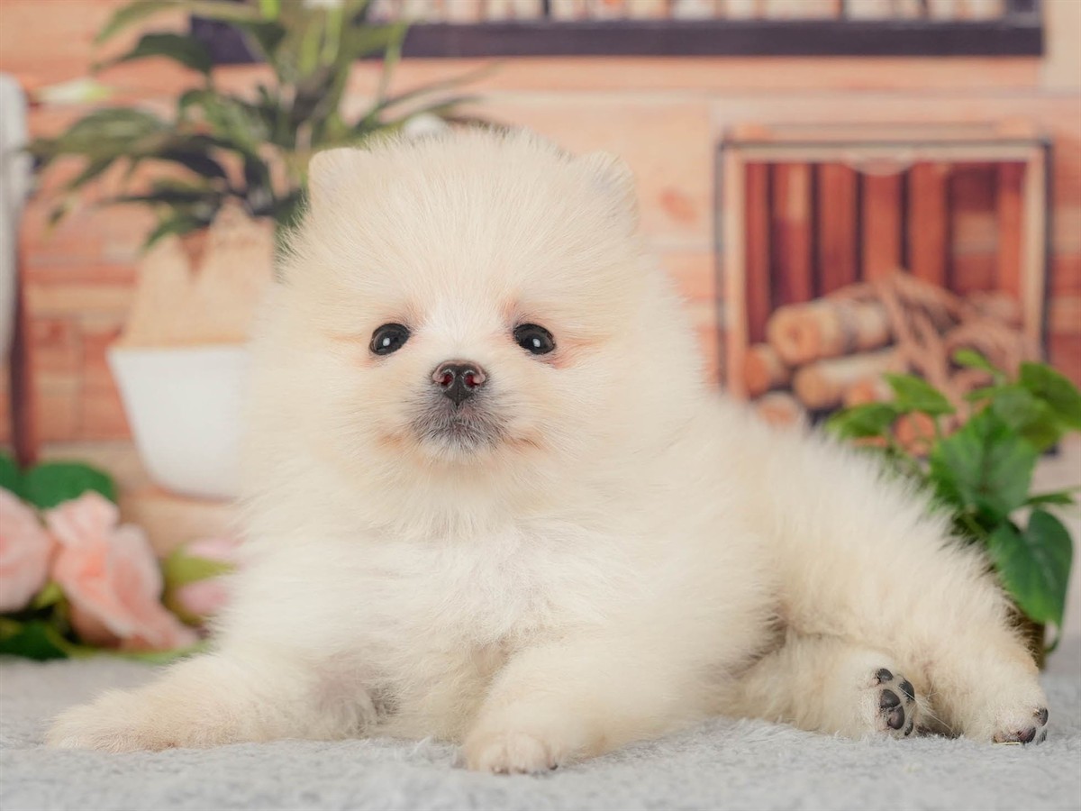 ポメラニアン | 男の子 | クリーム | 2026年3月11日（ID:dog-200015909）