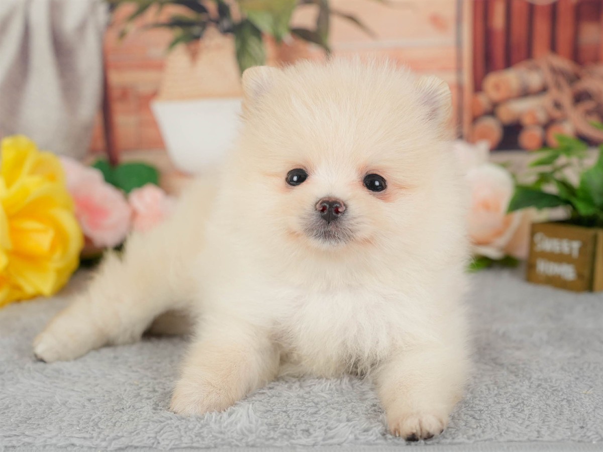ポメラニアン | 男の子 | クリーム | 2026年3月11日（ID:dog-200015909）