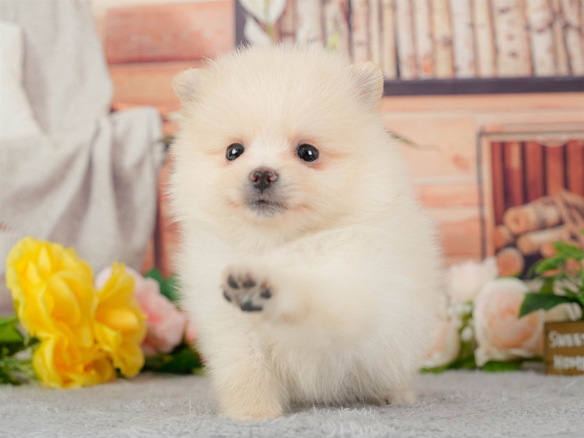 ポメラニアン | 男の子 | クリーム | 2026年3月11日（ID:dog-200015909）