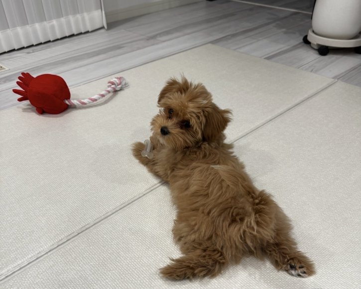 我が家のアイドルです