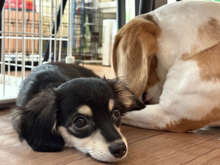 しれっと寝ているぽんず