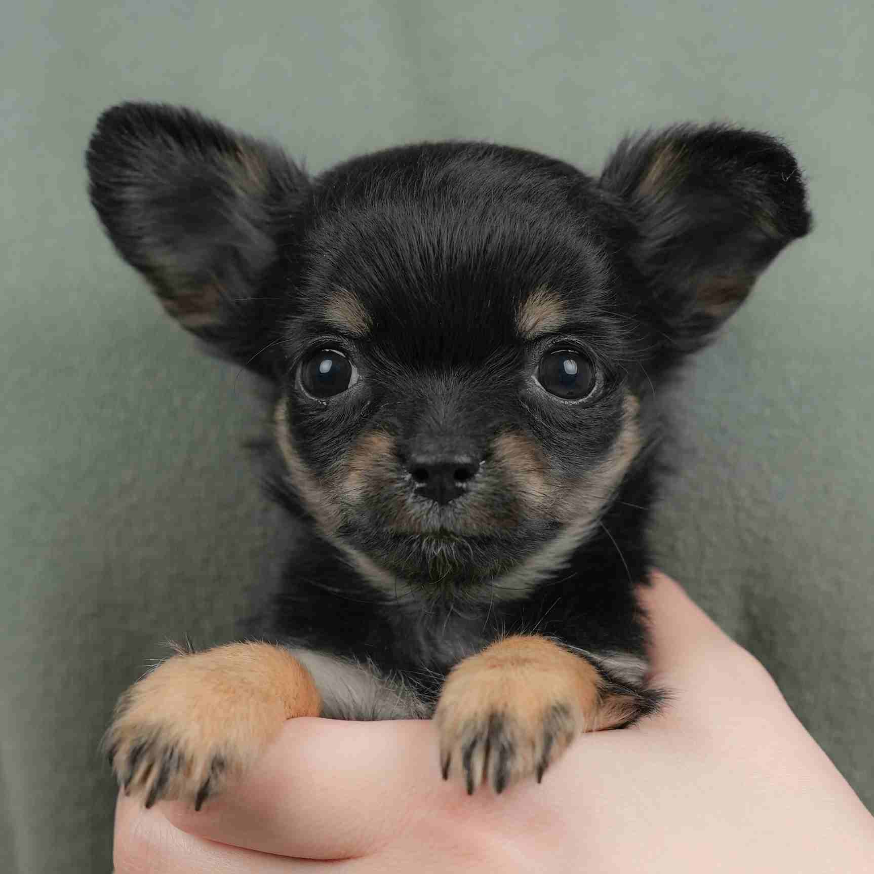 チワワ(ロング) | 女の子 | ブラック＆タン | 2025年11月20日