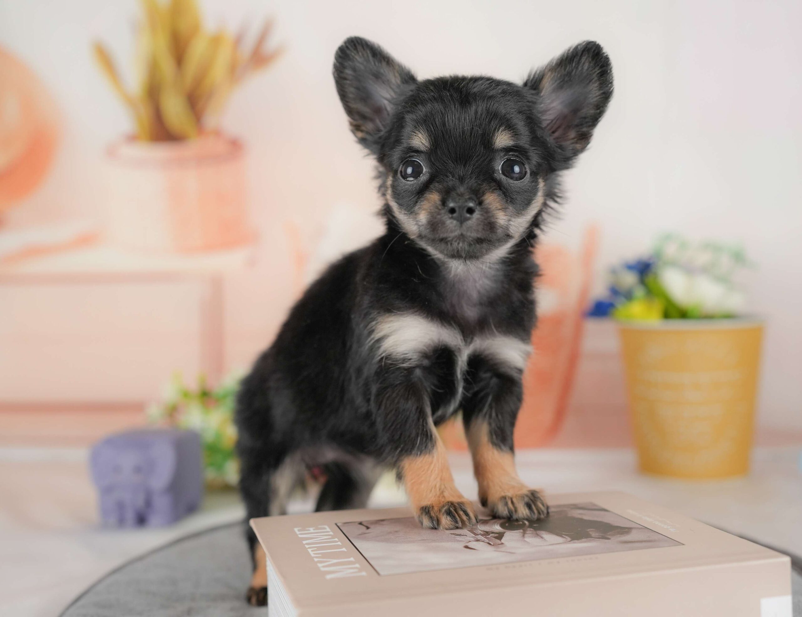 チワワ(ロング) | 女の子 | ブラック＆タン | 2025年11月20日