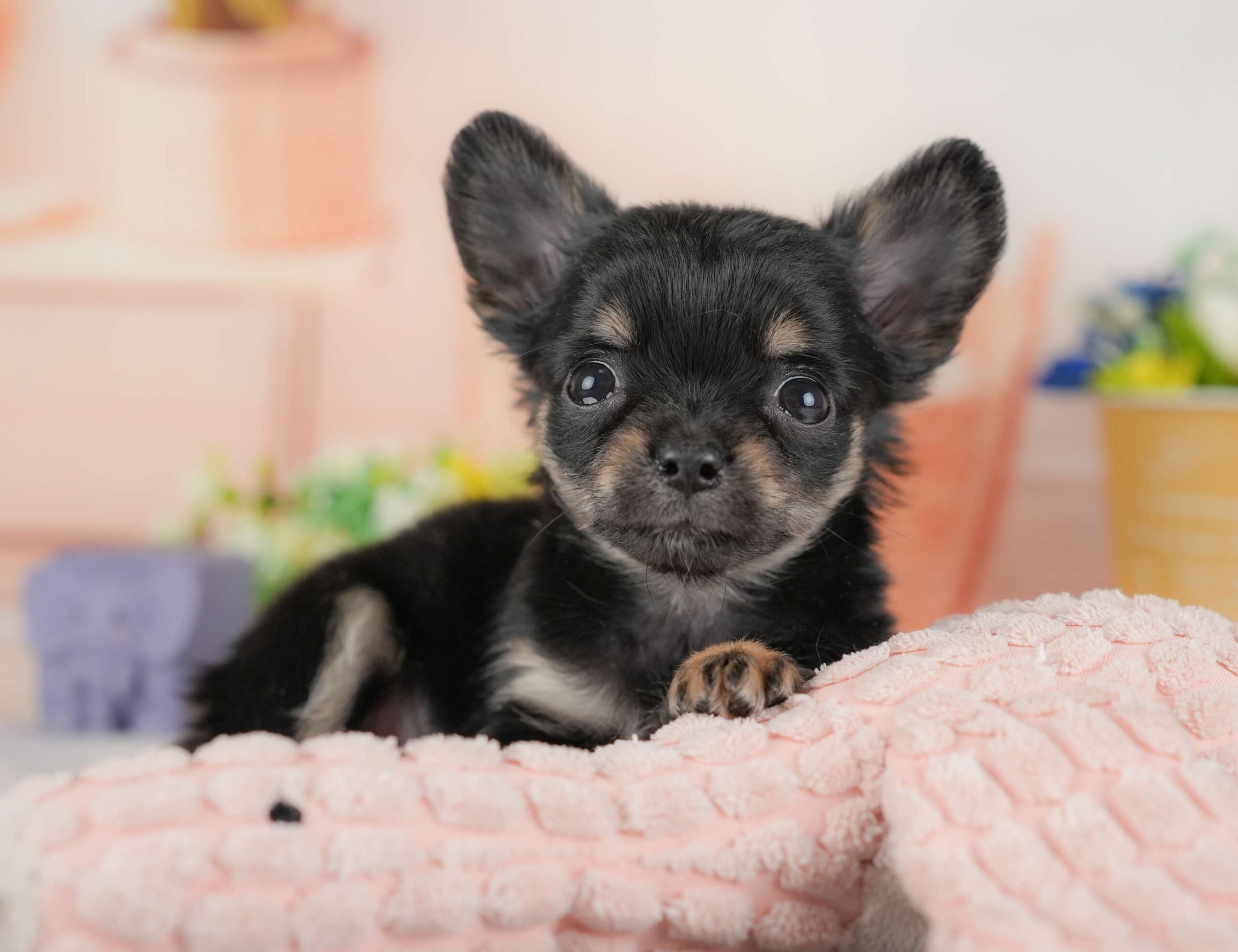 チワワ(ロング) | 女の子 | ブラック＆タン | 2025年11月20日