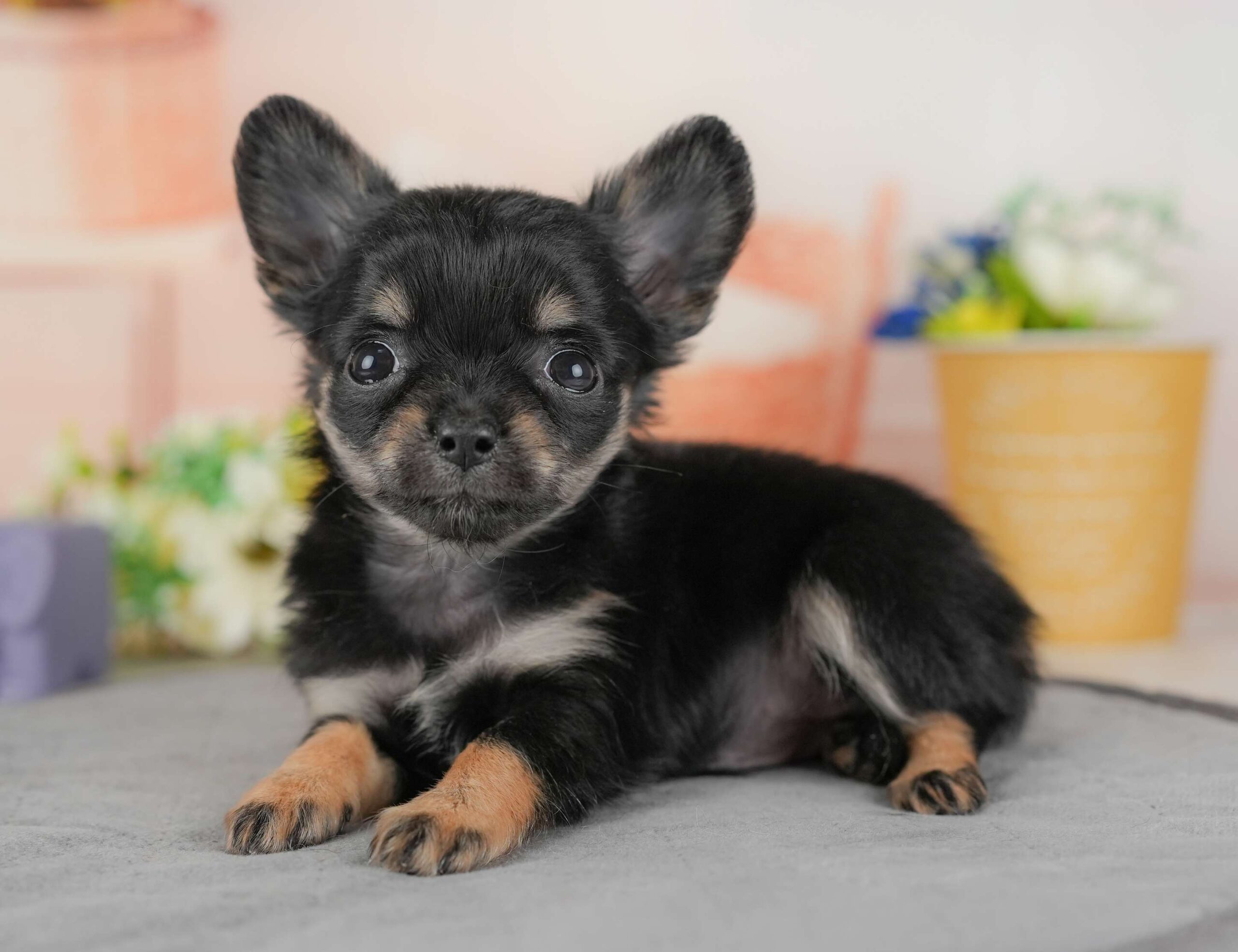 チワワ(ロング) | 女の子 | ブラック＆タン | 2025年11月20日