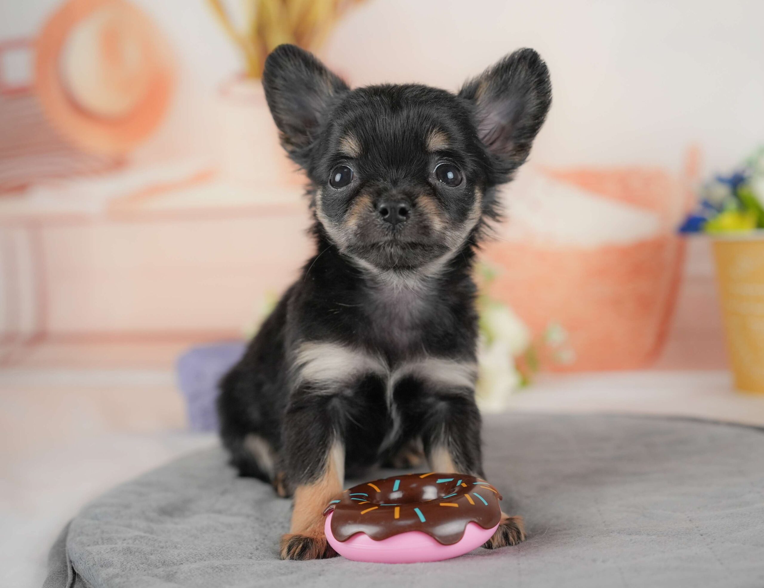 チワワ(ロング) | 女の子 | ブラック＆タン | 2025年11月20日