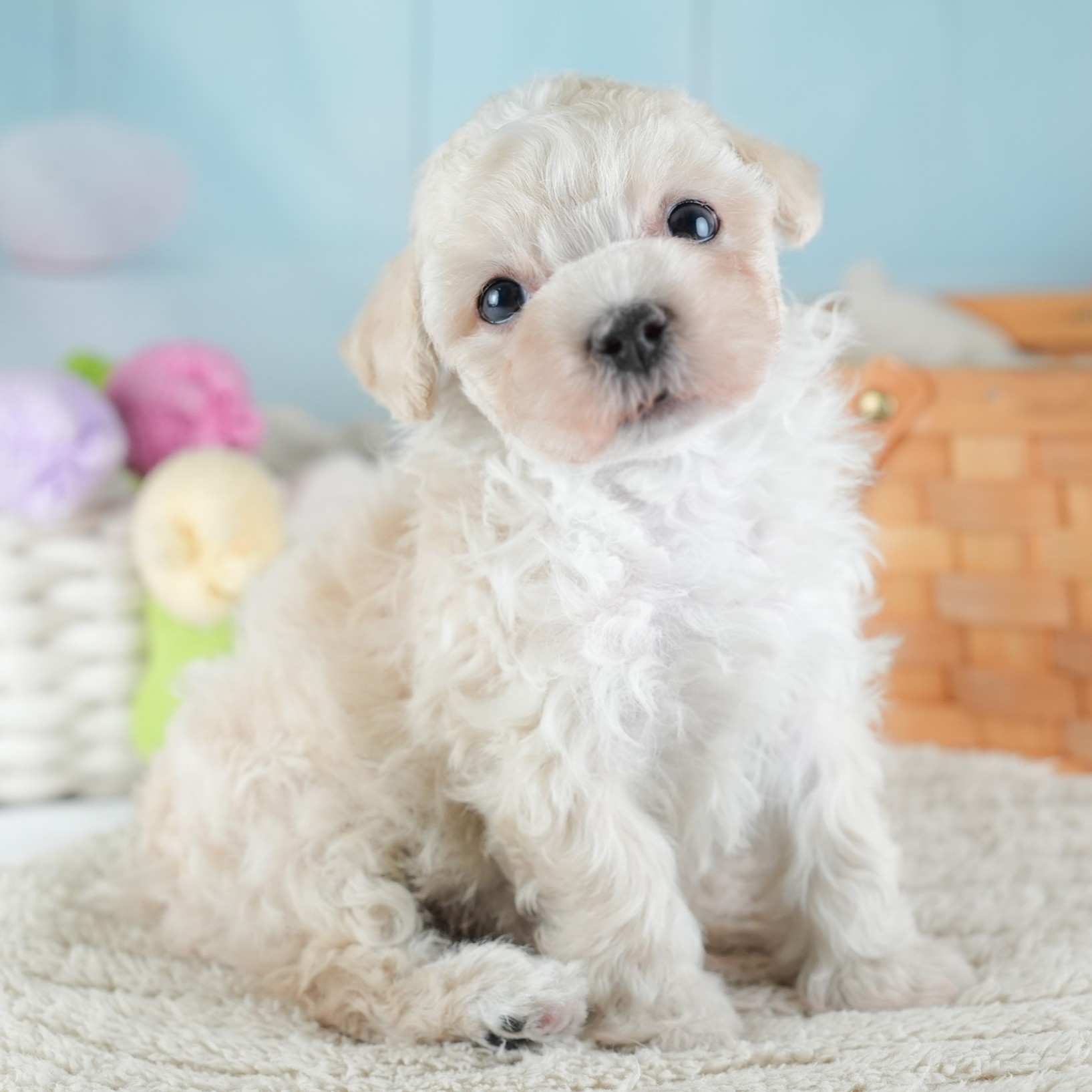 マルプー | 男の子 | クリーム | 2025年11月27日