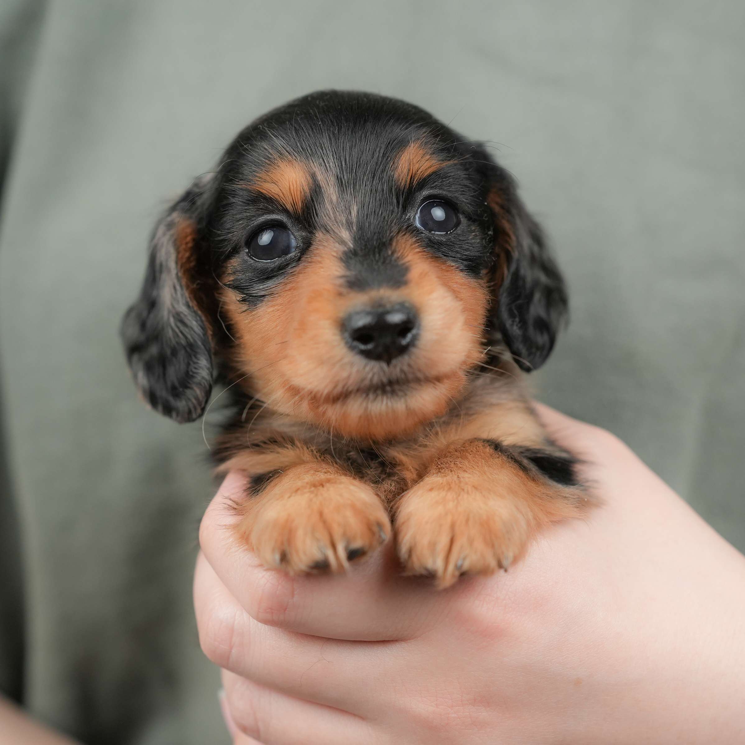 ミニチュア・ダックスフンド(ロング) | 女の子 | シルバーダップル | 2025年12月4日