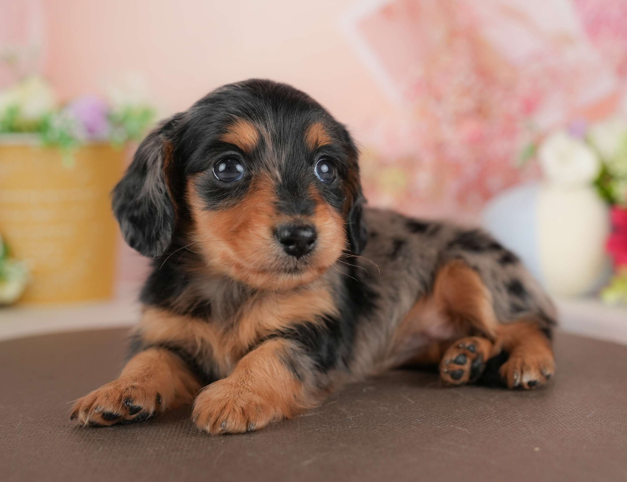 ミニチュア・ダックスフンド(ロング) | 女の子 | シルバーダップル | 2025年12月4日