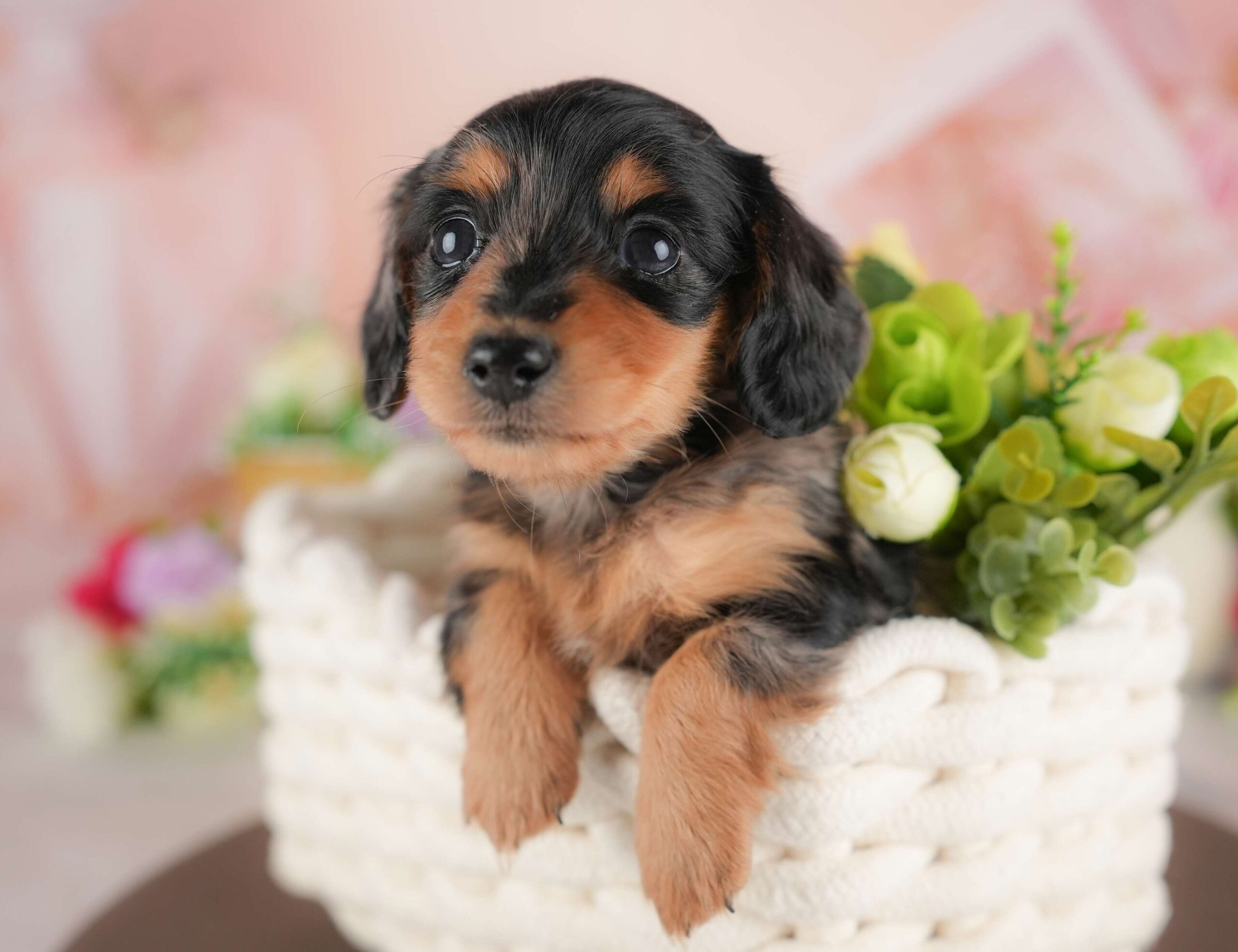 ミニチュア・ダックスフンド(ロング) | 女の子 | シルバーダップル | 2025年12月4日