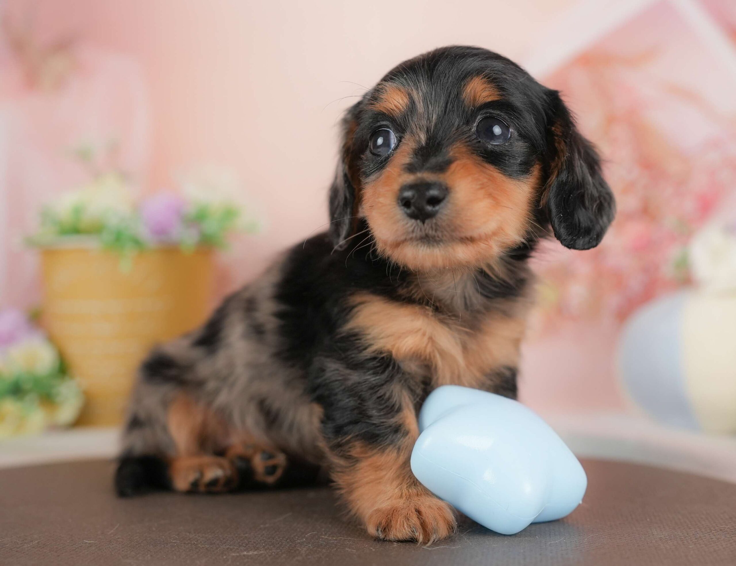 ミニチュア・ダックスフンド(ロング) | 女の子 | シルバーダップル | 2025年12月4日