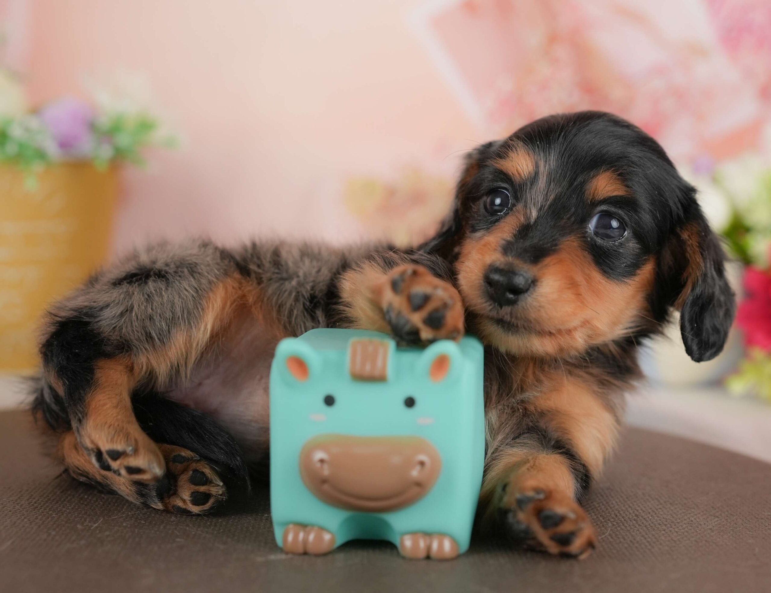 ミニチュア・ダックスフンド(ロング) | 女の子 | シルバーダップル | 2025年12月4日