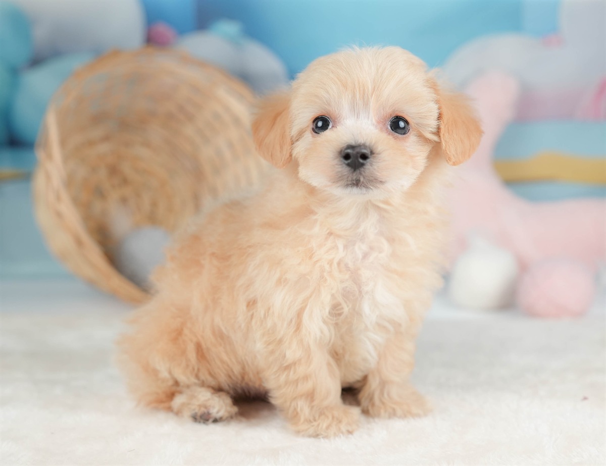 マルプー | 男の子 | アプリコット | 2025年12月13日（ID:dog-30002688）