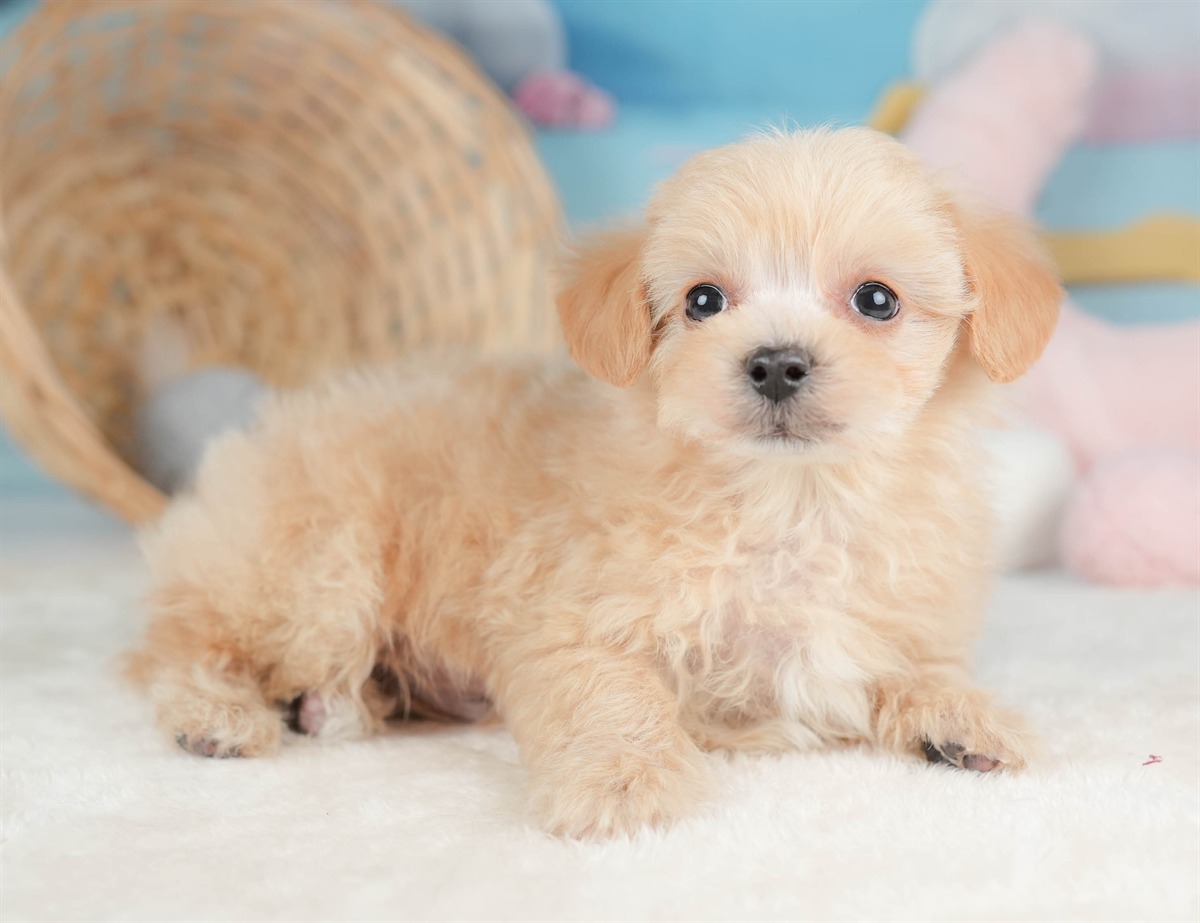 マルプー | 男の子 | アプリコット | 2025年12月13日（ID:dog-30002688）