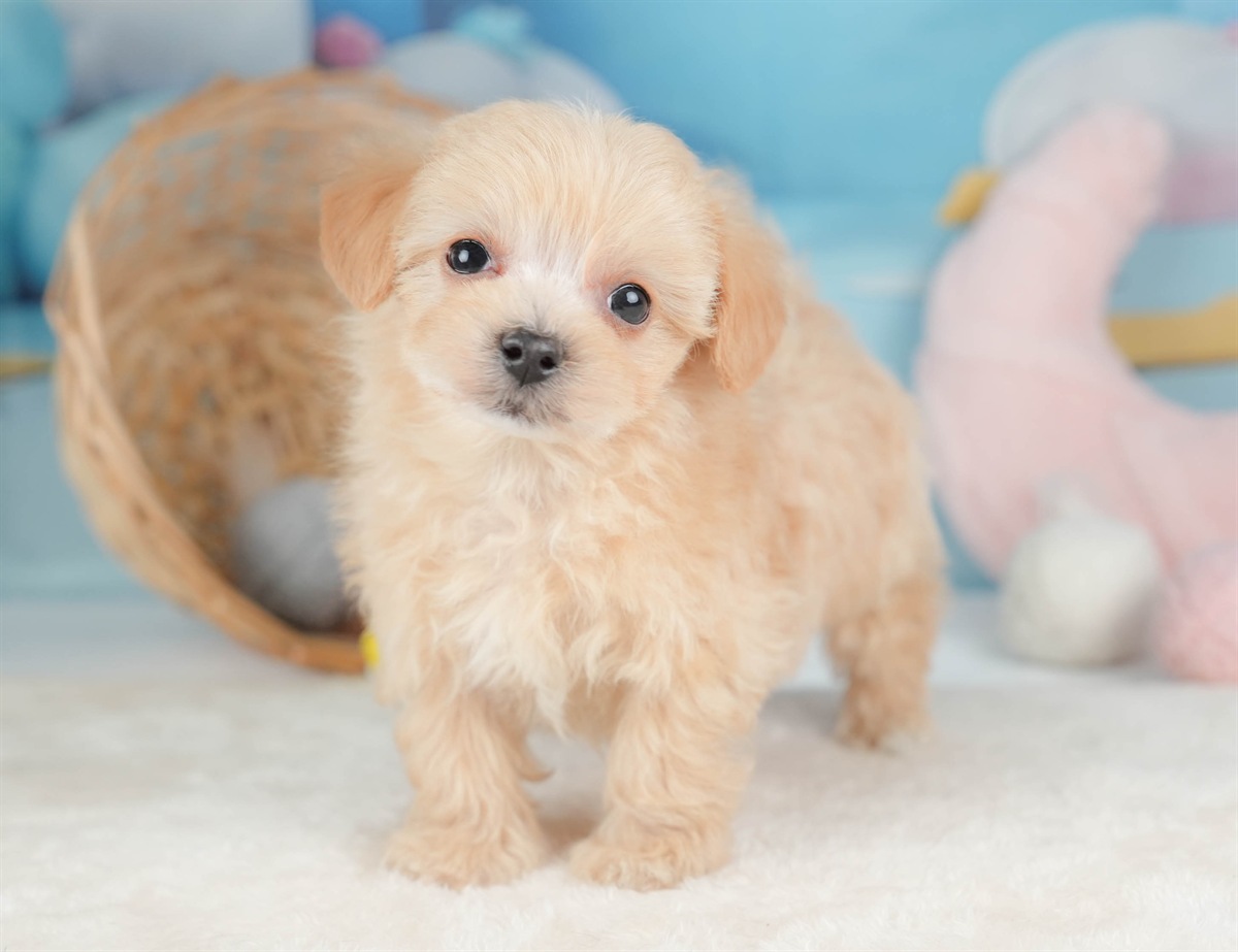 マルプー | 男の子 | アプリコット | 2025年12月13日（ID:dog-30002688）