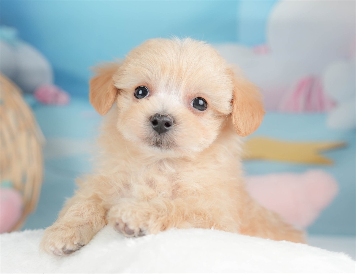 マルプー | 男の子 | アプリコット | 2025年12月13日（ID:dog-30002688）