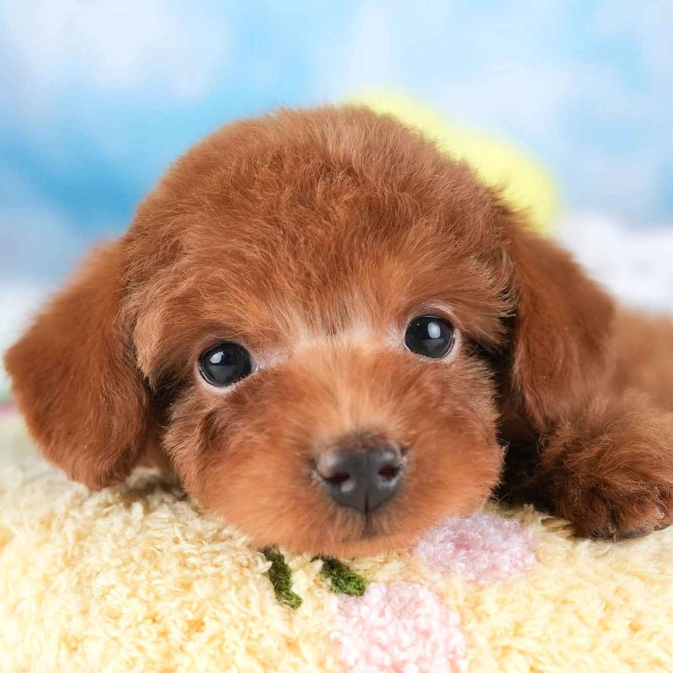 タイニー・プードル | 女の子 | レッド | 2025年12月14日