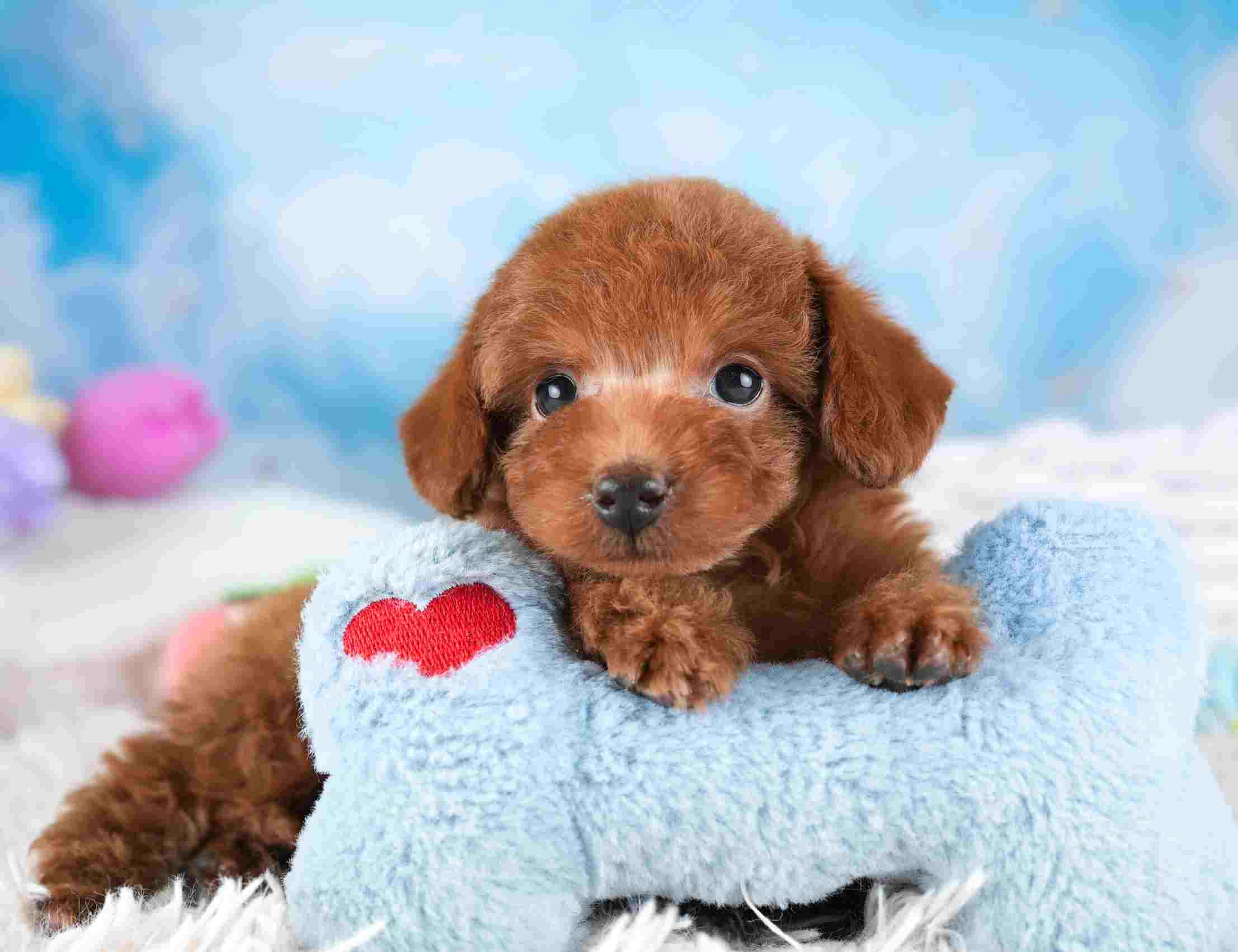 タイニー・プードル | 女の子 | レッド | 2025年12月14日（ID:dog-30002691）