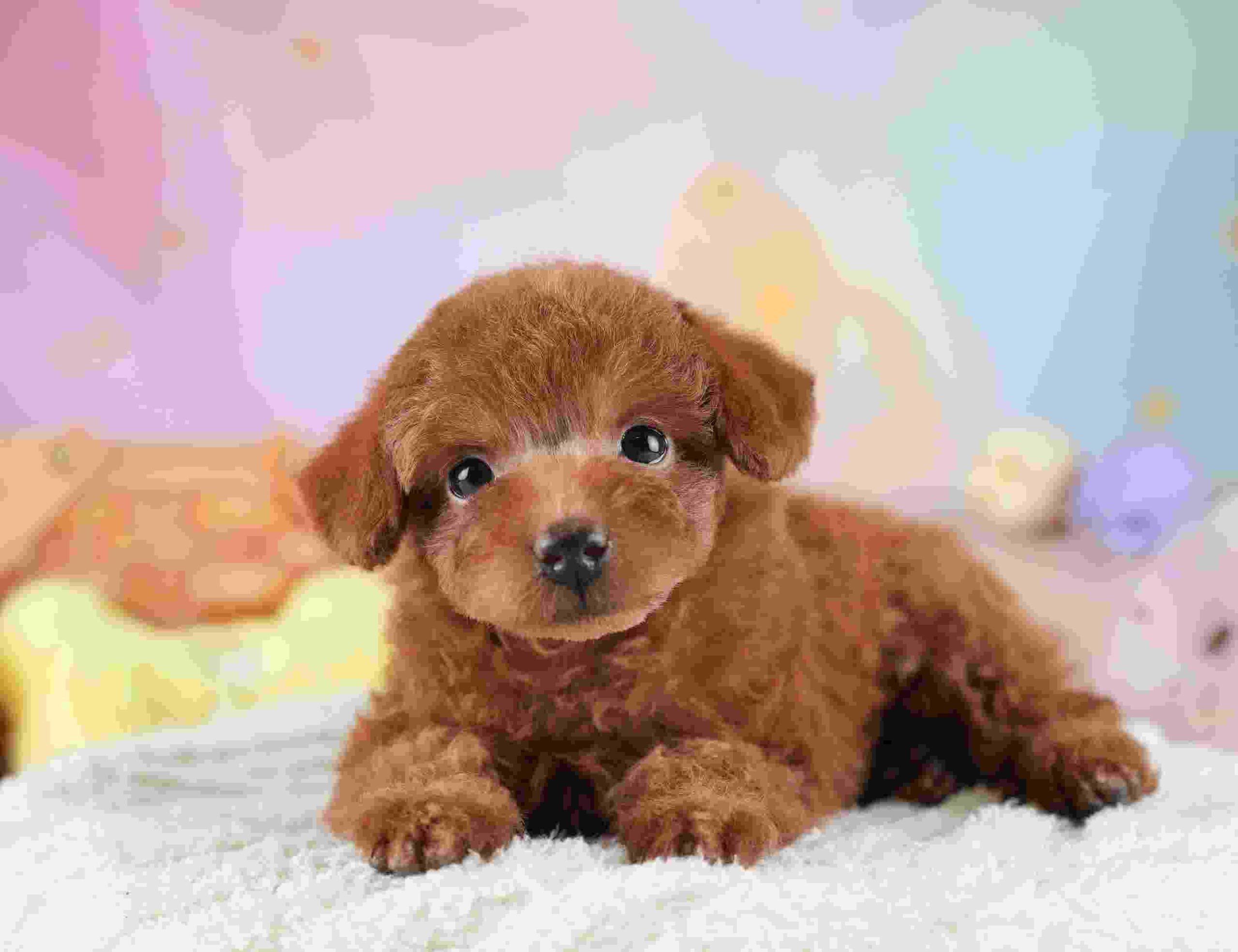 タイニー・プードル | 女の子 | レッド | 2025年12月14日（ID:dog-30002691）