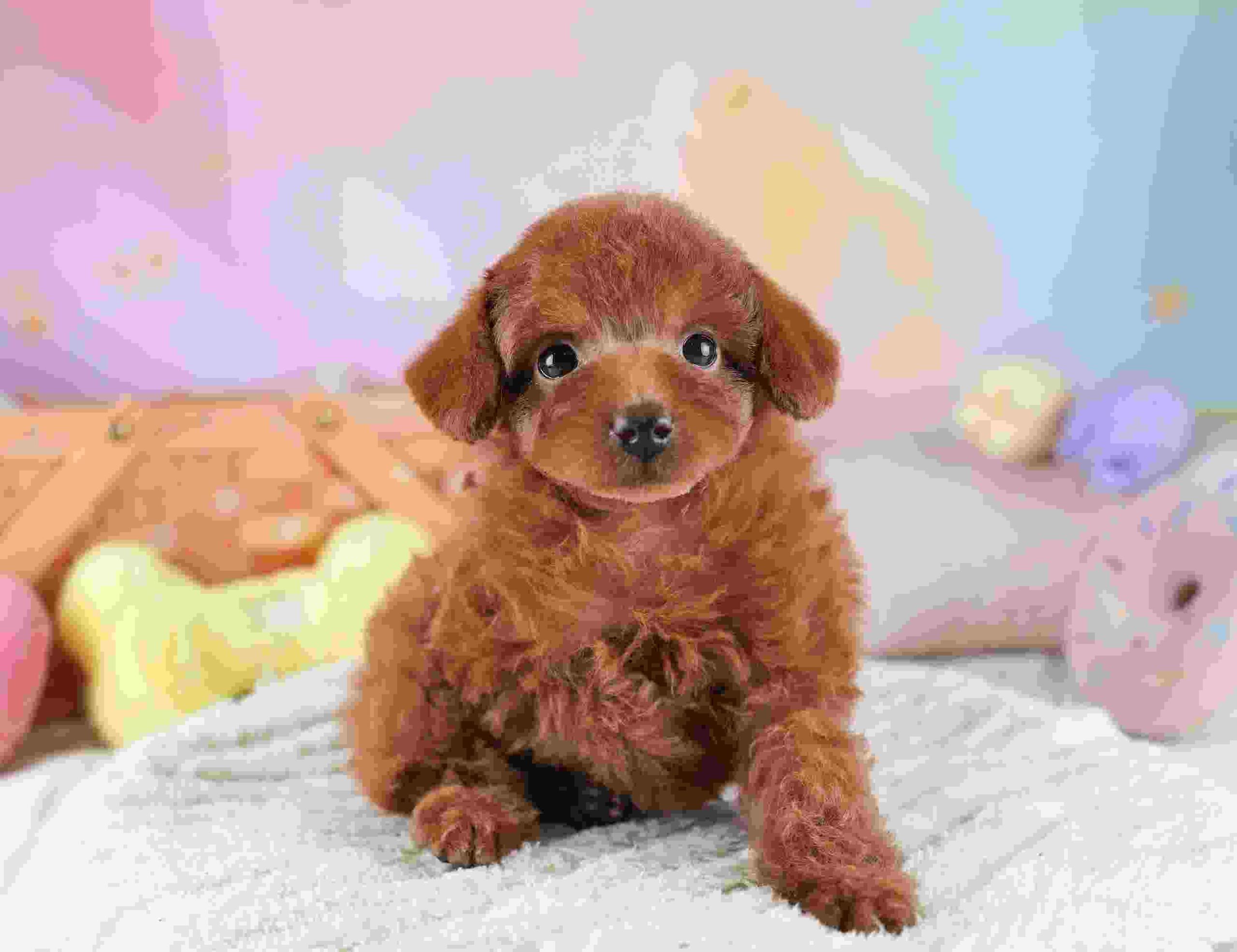 タイニー・プードル | 女の子 | レッド | 2025年12月14日（ID:dog-30002691）