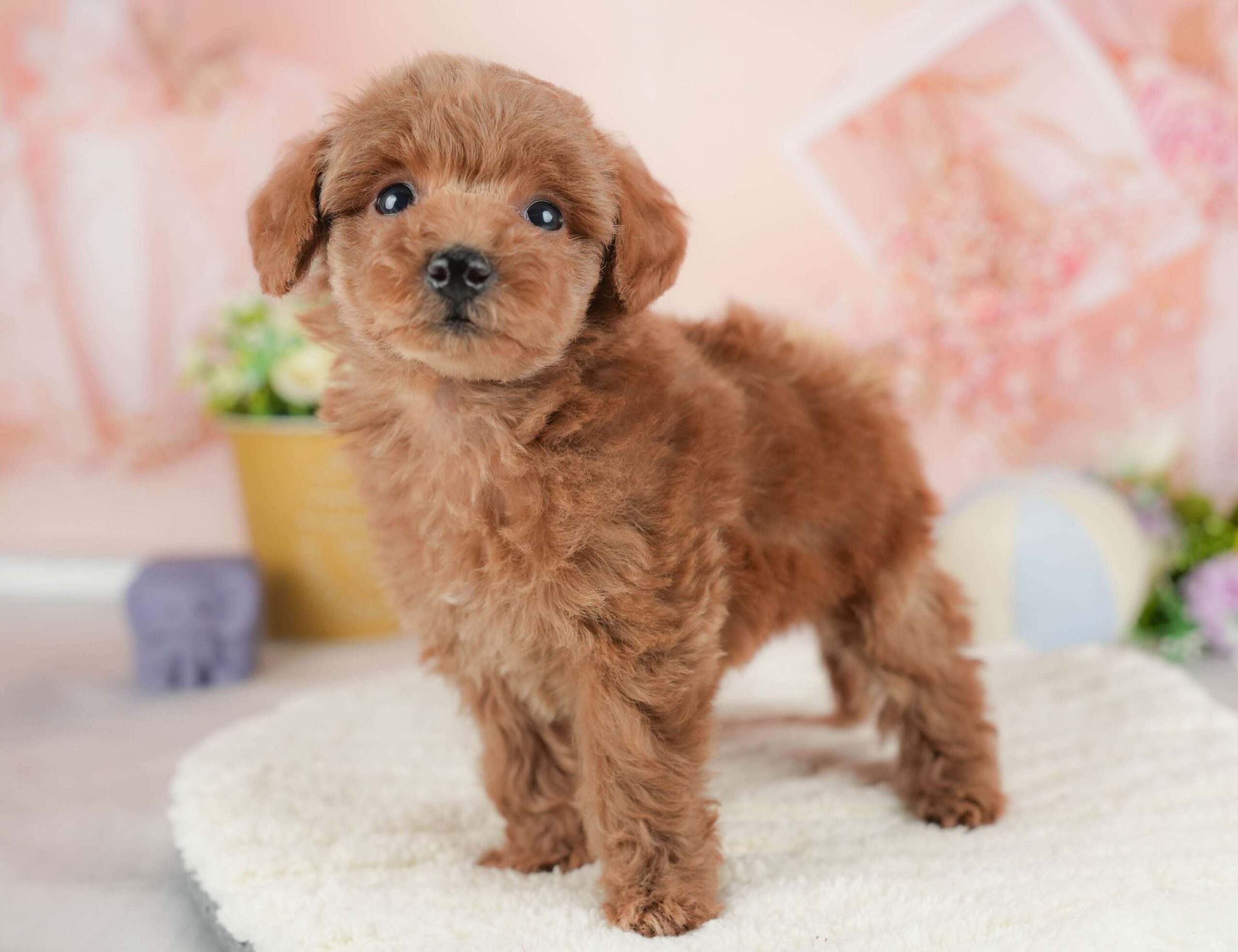 トイ・プードル | 男の子 | レッド | 2025年12月15日（ID:dog-30002700）