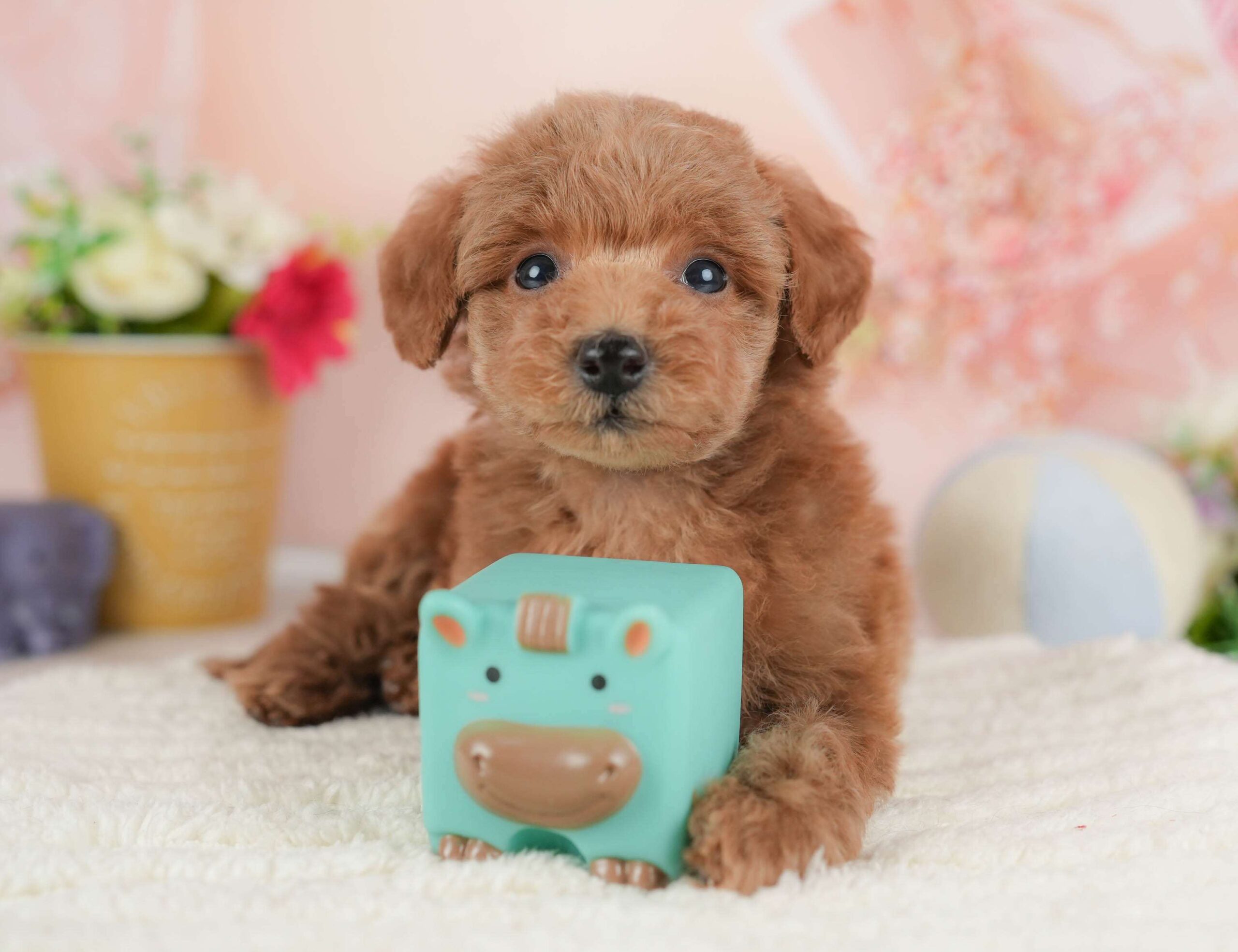 トイ・プードル | 男の子 | レッド | 2025年12月15日（ID:dog-30002700）