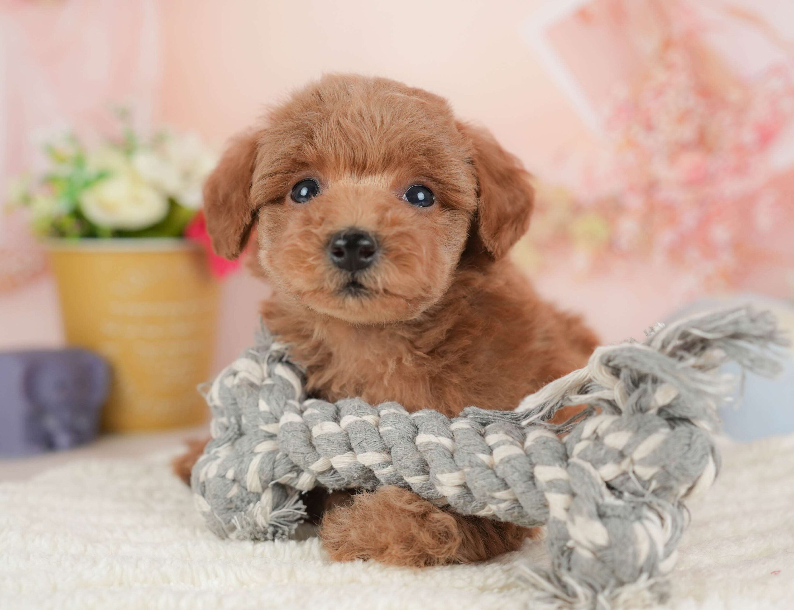 トイ・プードル | 男の子 | レッド | 2025年12月15日（ID:dog-30002700）