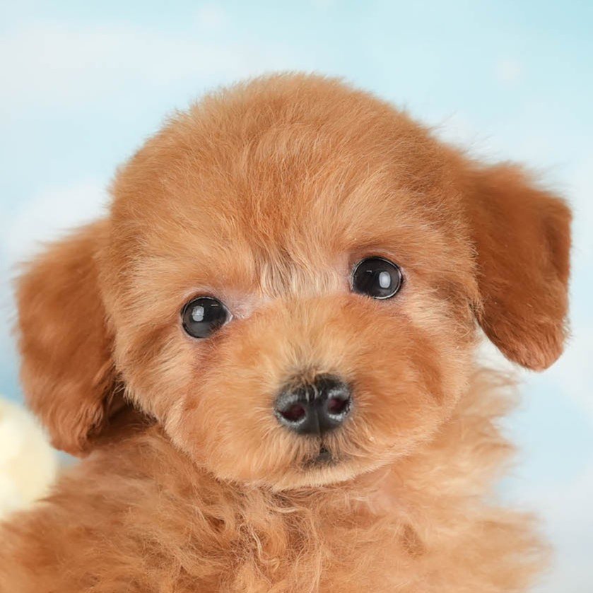 タイニー・プードル | 男の子 | レッド | 2025年12月17日