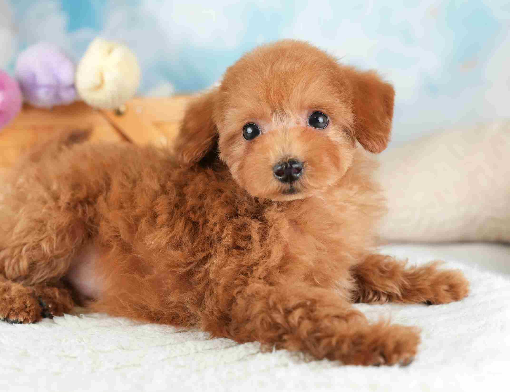 タイニー・プードル | 男の子 | レッド | 2025年12月17日
