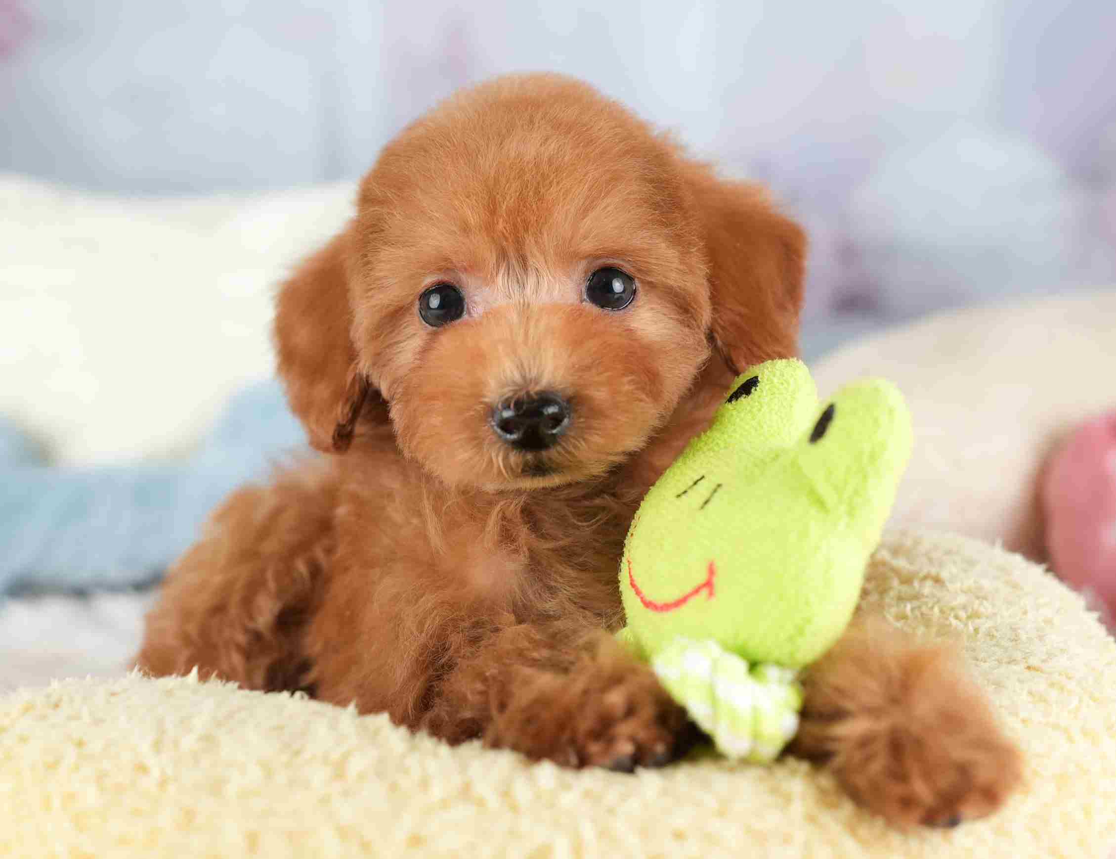 タイニー・プードル | 男の子 | レッド | 2025年12月17日