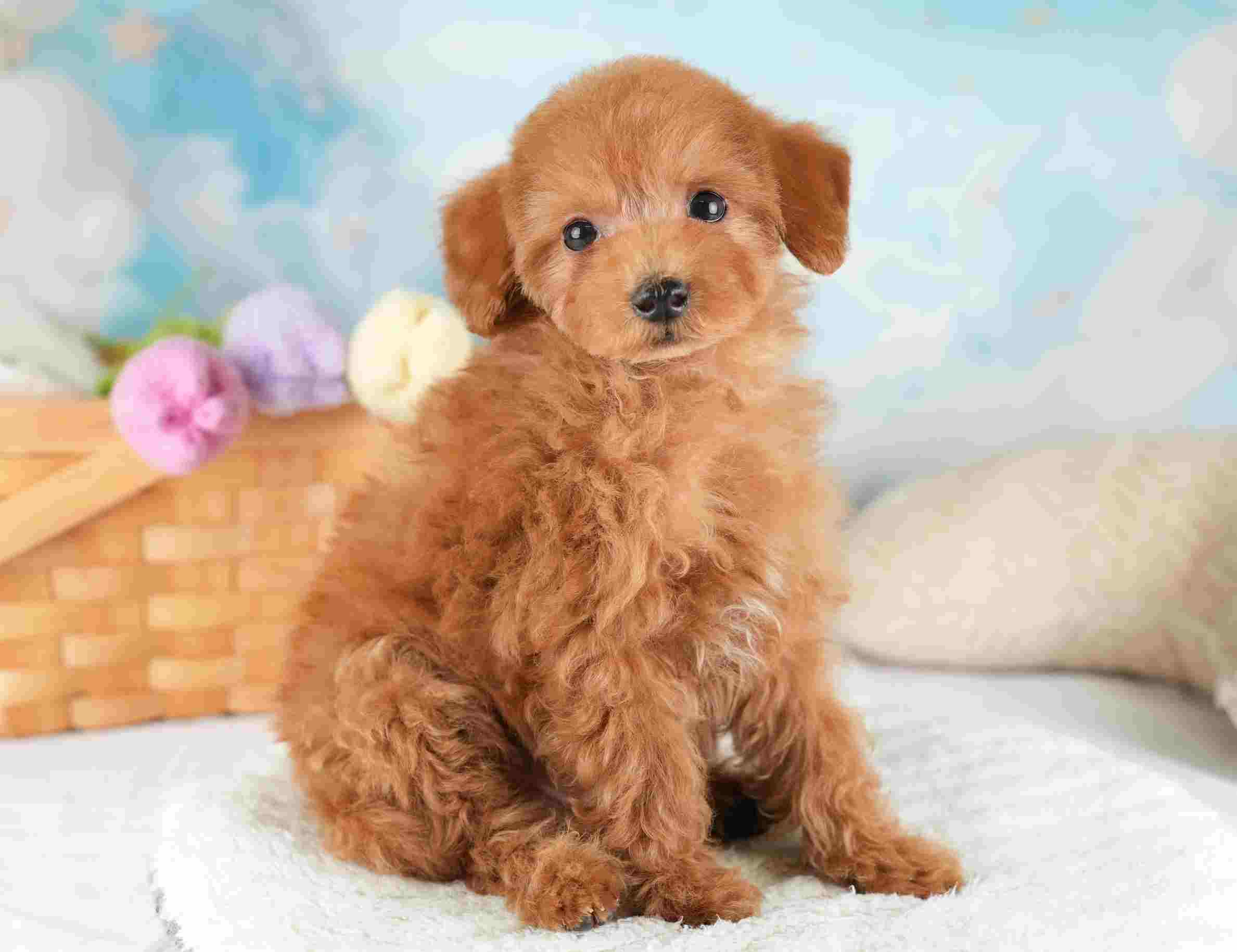 タイニー・プードル | 男の子 | レッド | 2025年12月17日