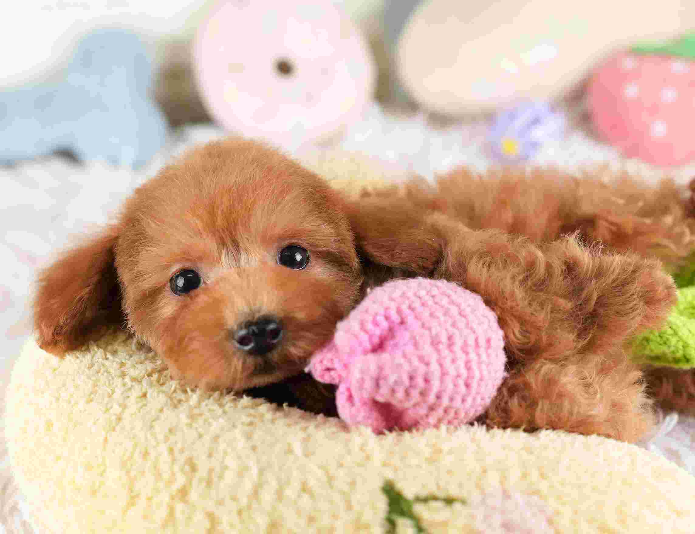 タイニー・プードル | 男の子 | レッド | 2025年12月17日