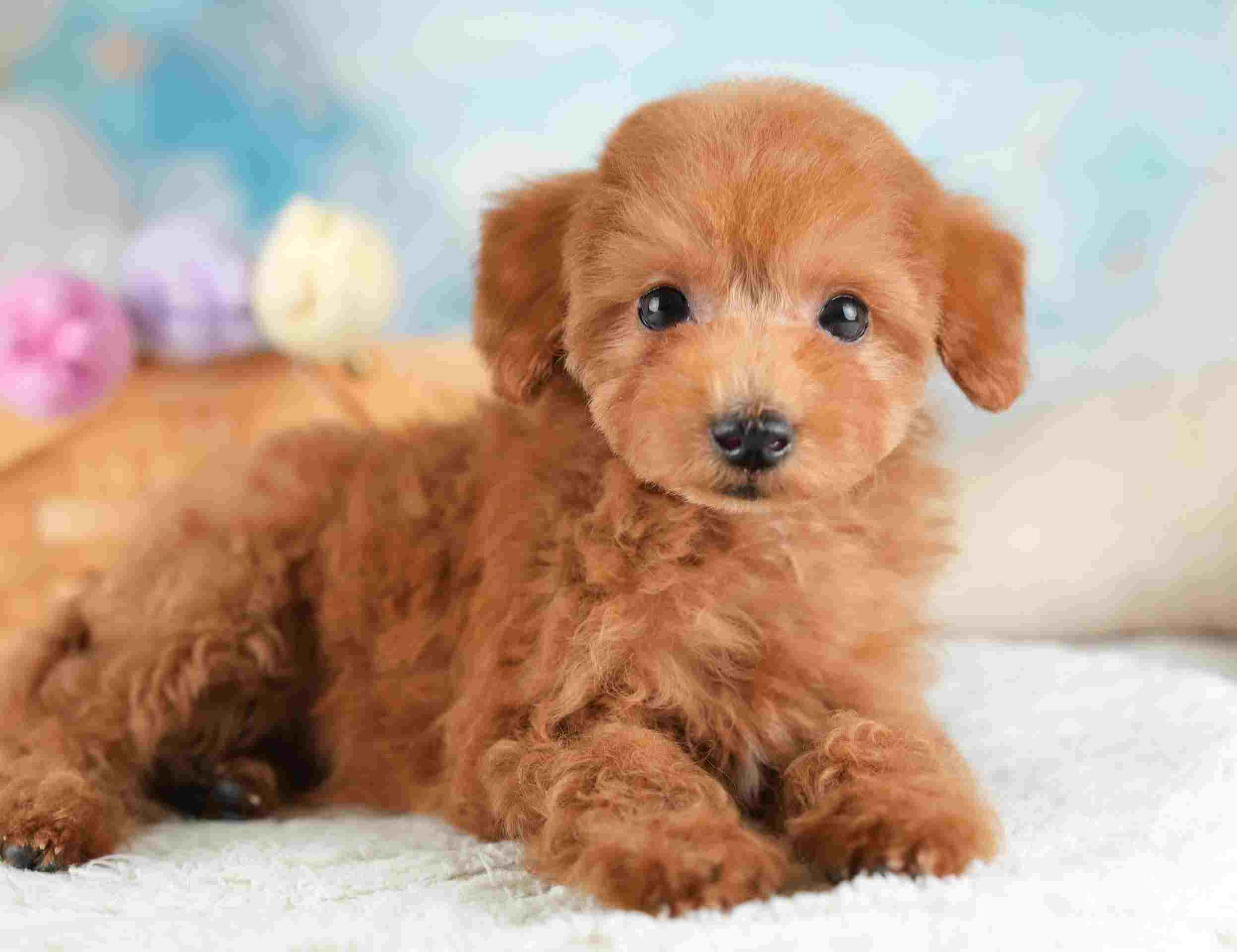 タイニー・プードル | 男の子 | レッド | 2025年12月17日